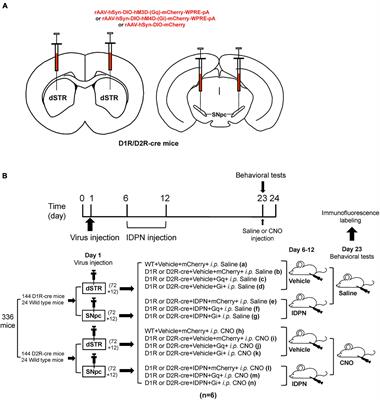 Effects of Chemogenetic Inhibition of D1 or D2 Receptor-Containing Neurons of the Substantia Nigra and Striatum in Mice With Tourette Syndrome